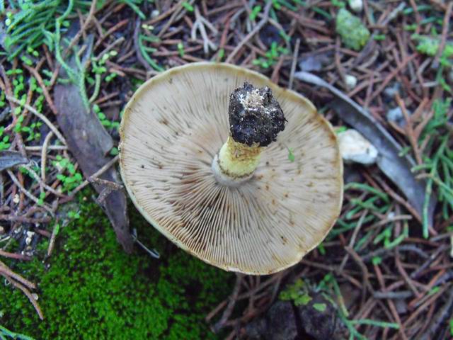 determinazione 1 (Pholiota sp.)